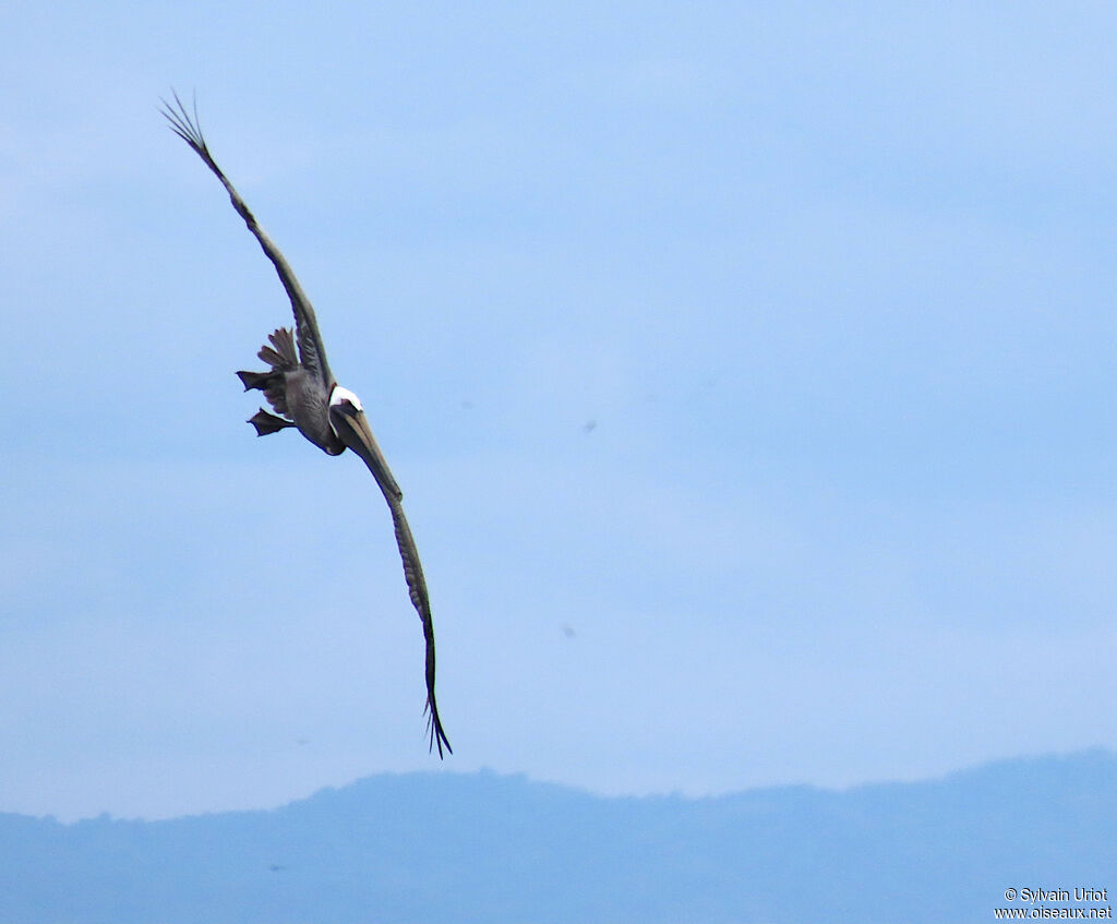 Brown Pelicanadult