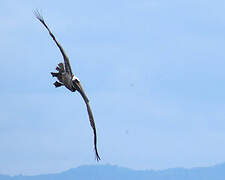 Brown Pelican