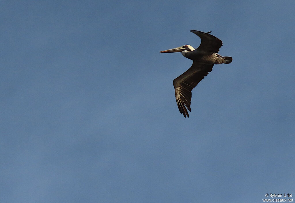 Brown Pelicanadult