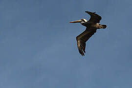 Brown Pelican