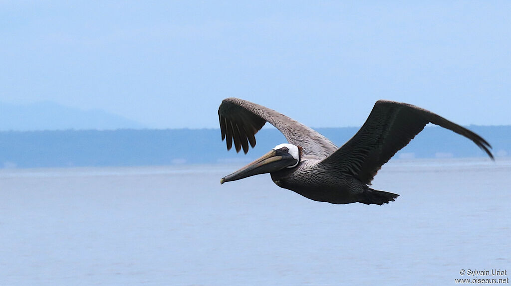 Brown Pelicanadult