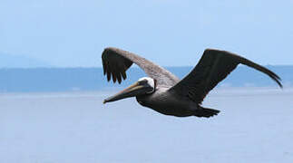 Brown Pelican