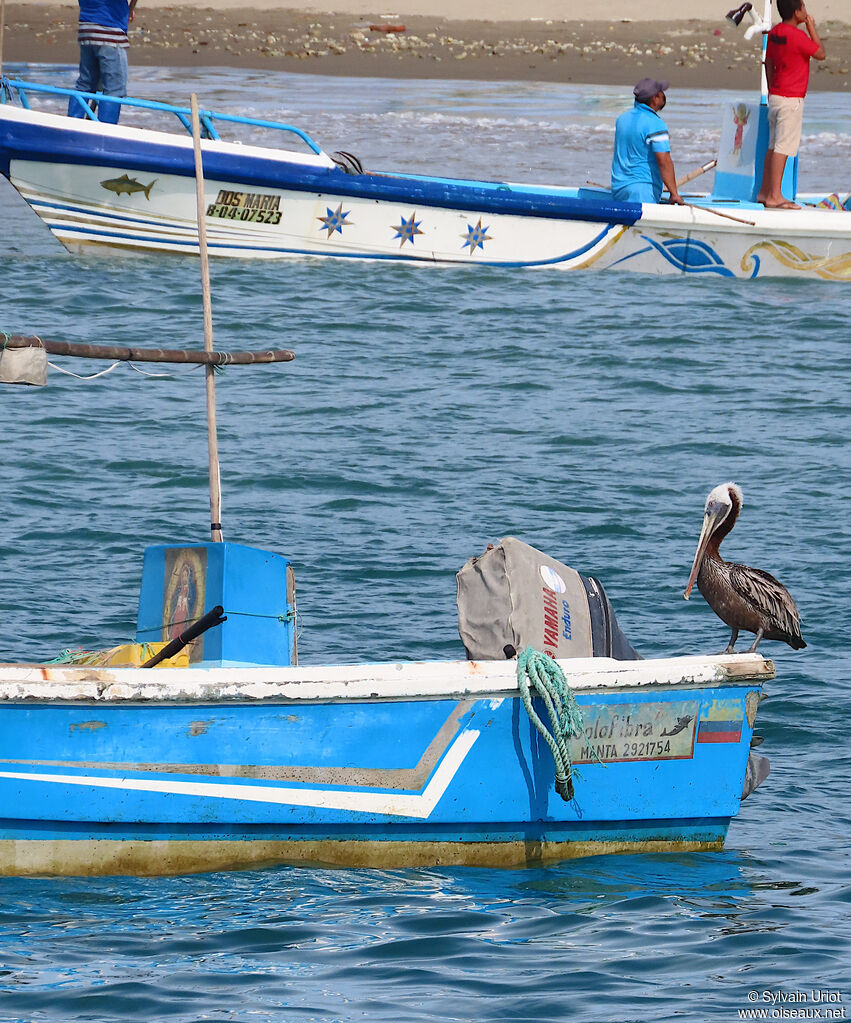 Brown Pelican