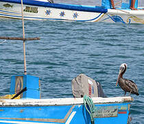 Brown Pelican