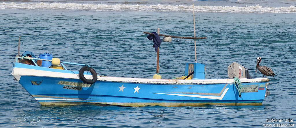 Brown Pelicanadult