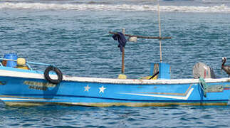 Brown Pelican