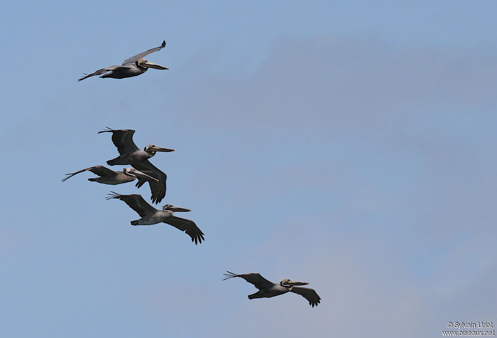 Brown Pelicanadult