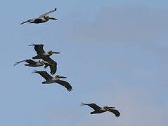 Brown Pelican