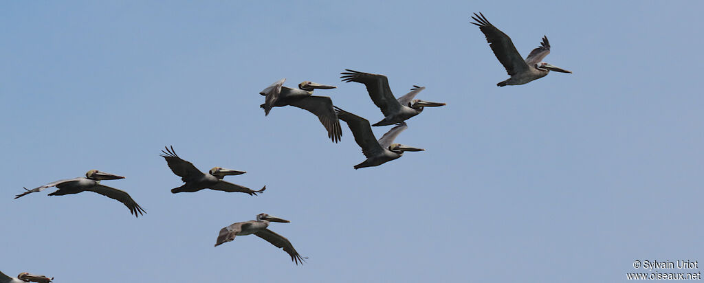 Brown Pelicanadult