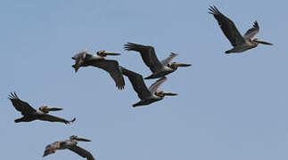 Brown Pelican