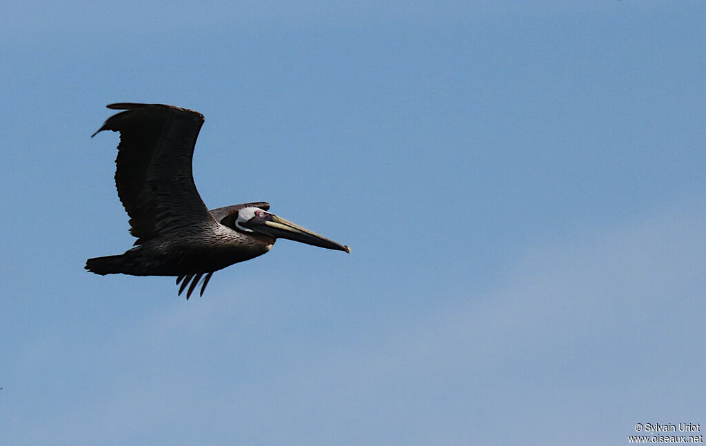 Brown Pelicanadult