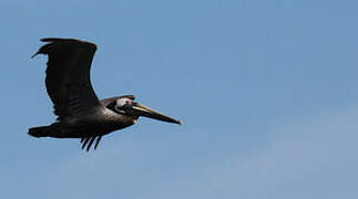 Brown Pelican