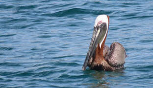 Brown Pelican