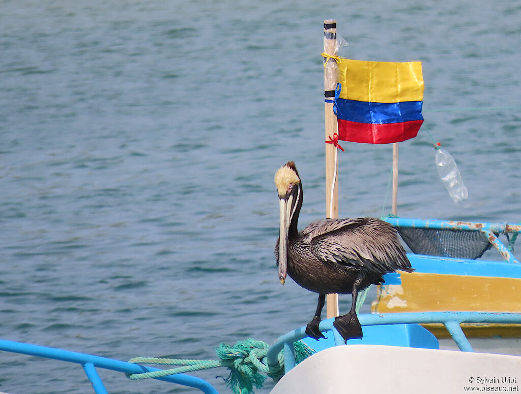 Brown Pelicanadult