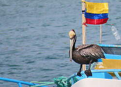 Brown Pelican