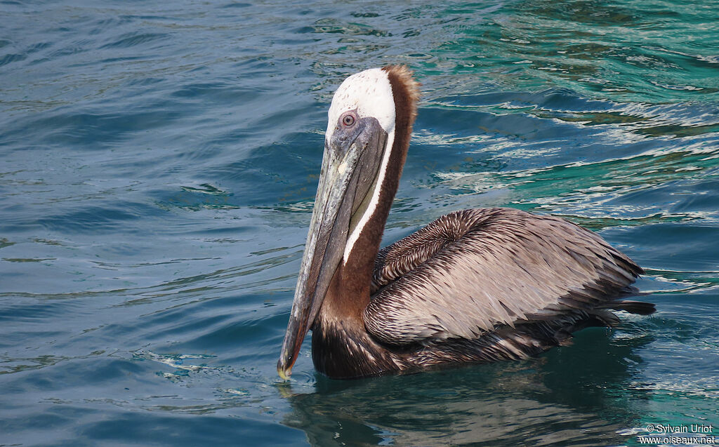 Pélican brunadulte