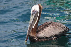 Brown Pelican