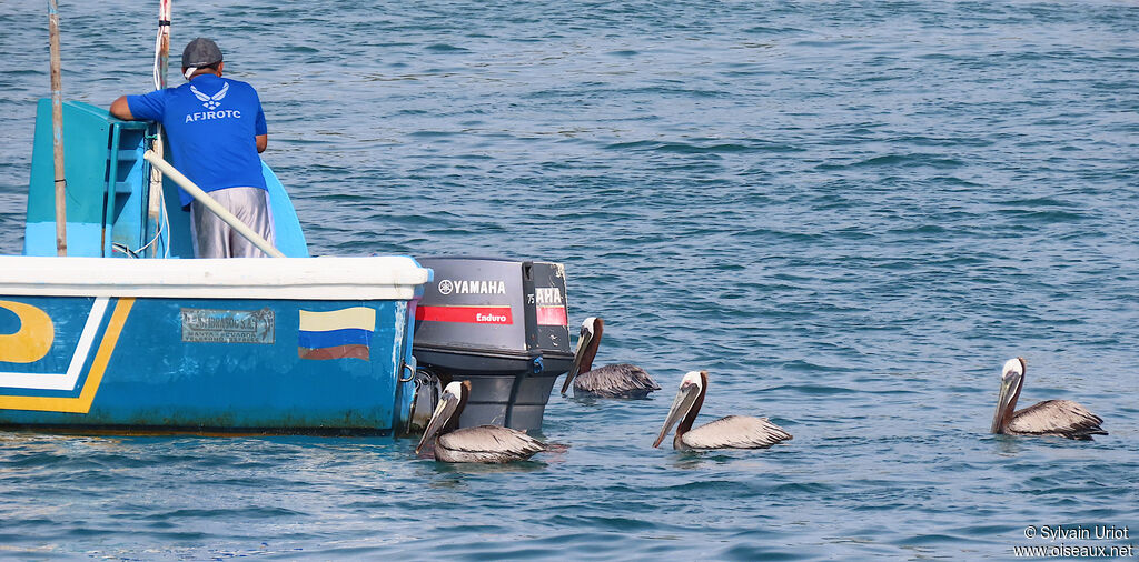 Brown Pelicanadult