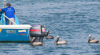 Brown Pelican