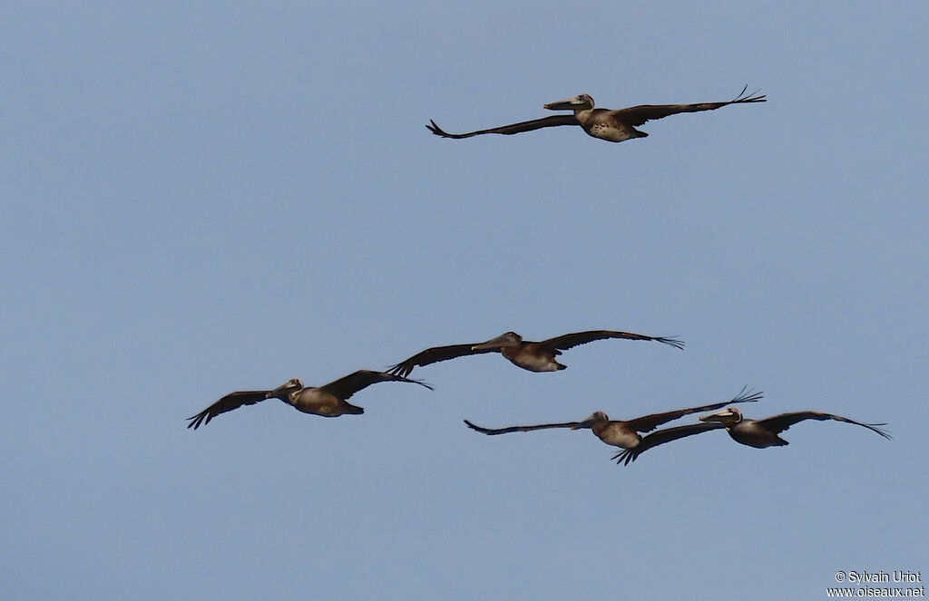 Brown Pelican