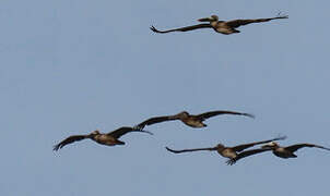 Brown Pelican