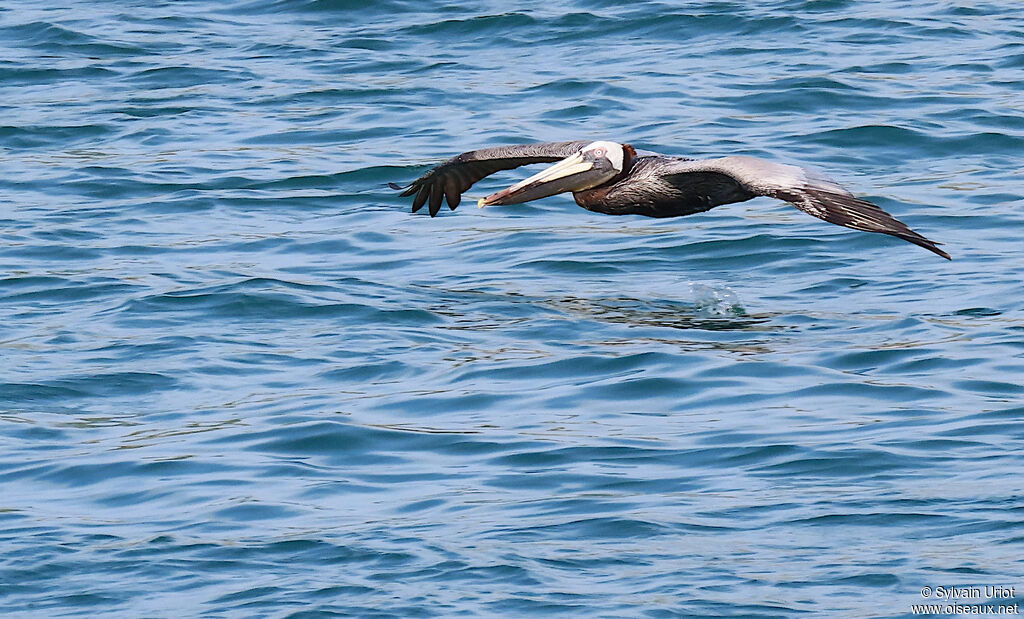 Brown Pelicanadult