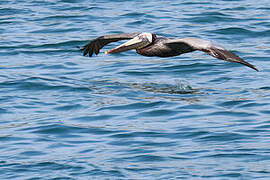 Brown Pelican