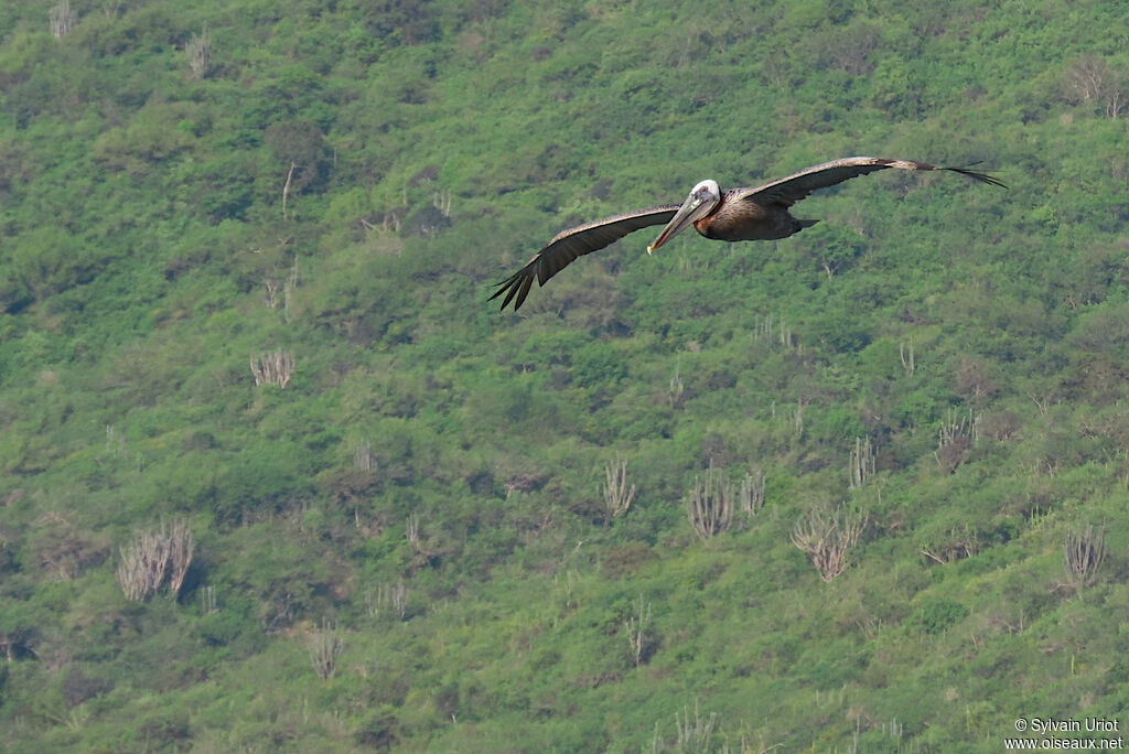 Brown Pelicanadult