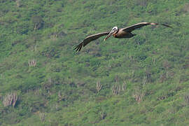 Brown Pelican