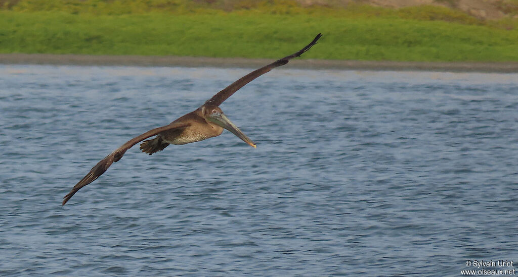 Brown Pelicanjuvenile