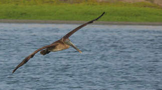 Brown Pelican