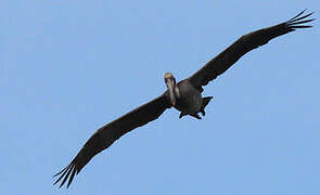 Brown Pelican