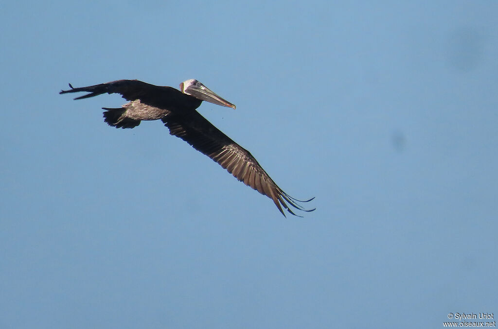 Brown Pelicanadult post breeding