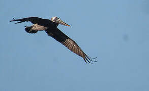 Brown Pelican