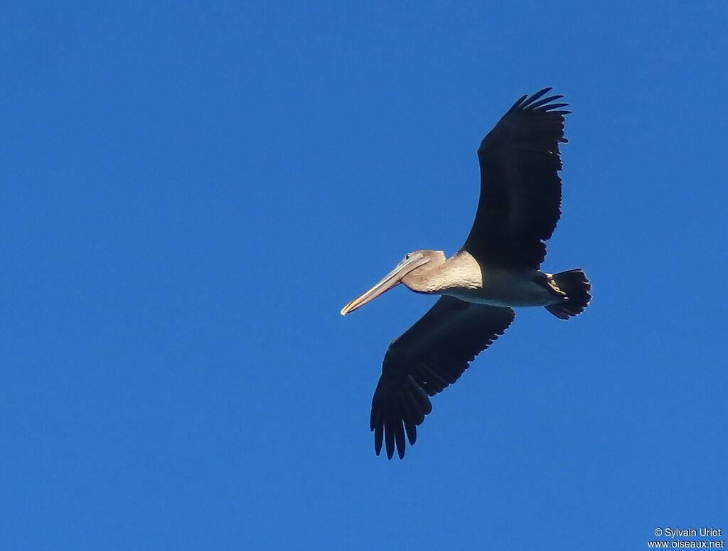 Brown Pelicanjuvenile