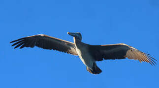 Brown Pelican