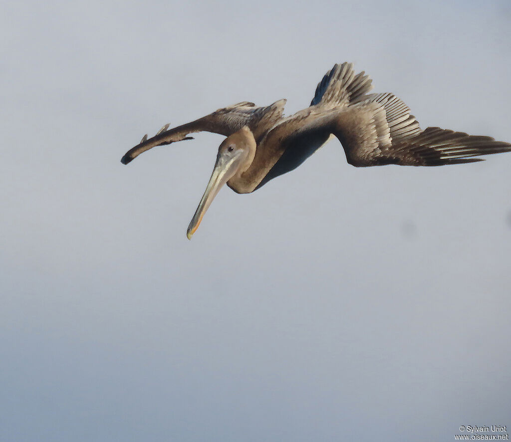 Brown Pelicanjuvenile