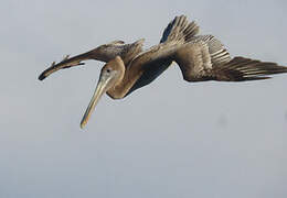 Brown Pelican