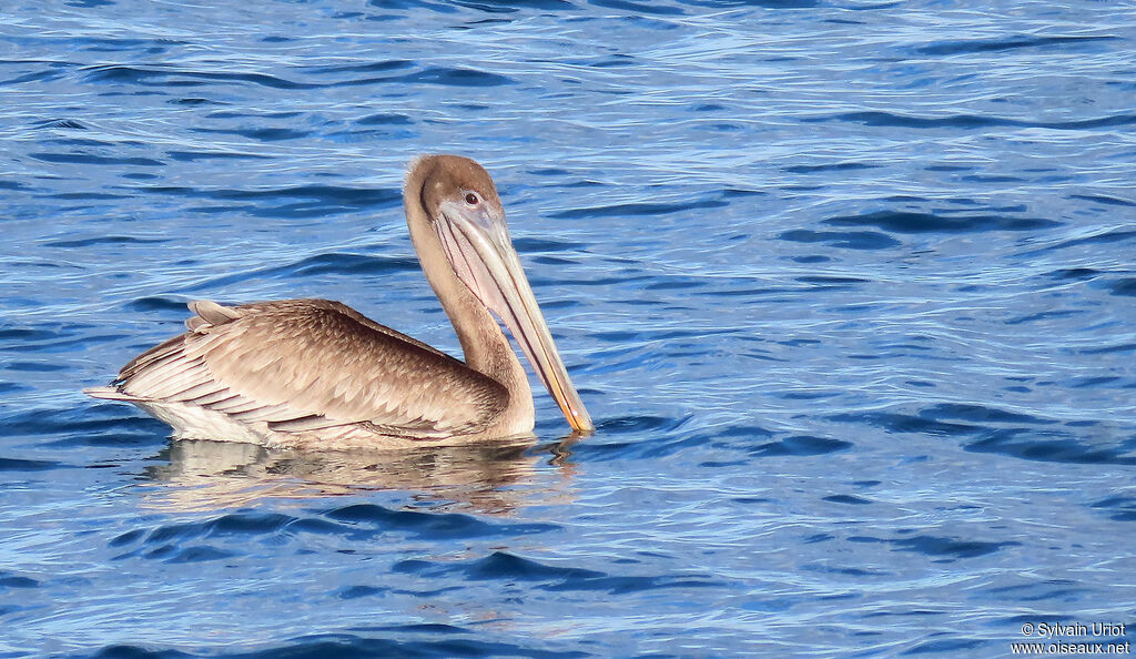 Brown Pelicanjuvenile