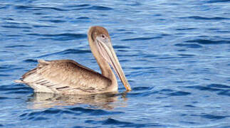 Brown Pelican