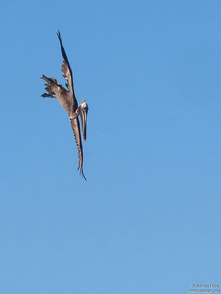 Brown Pelicanadult post breeding