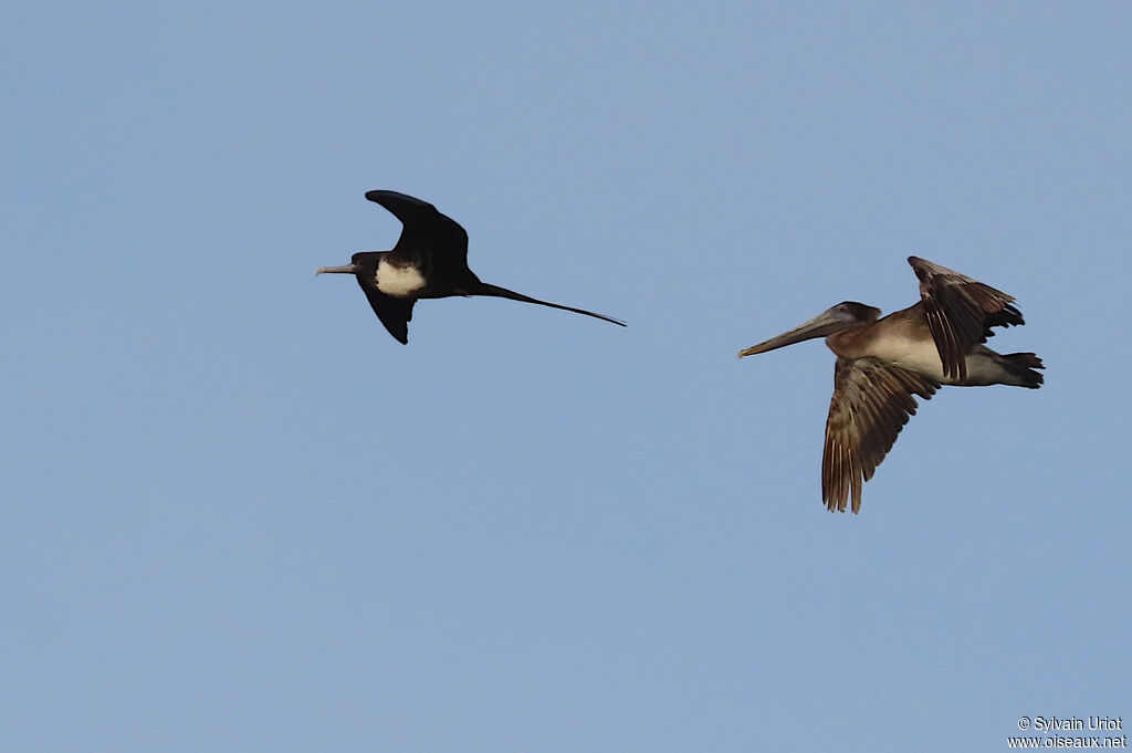 Brown Pelicanimmature