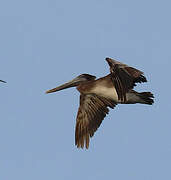 Brown Pelican