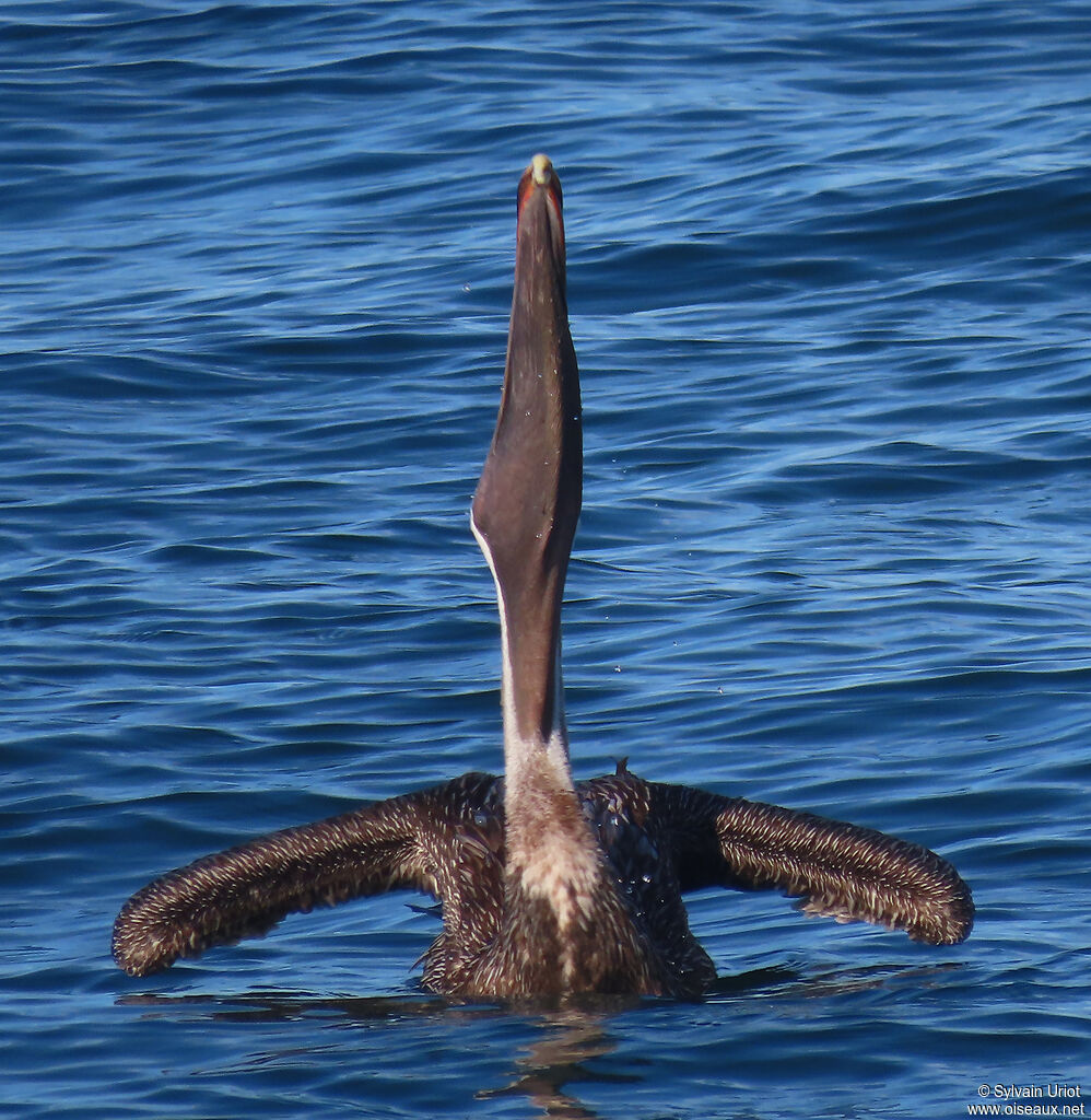 Brown Pelicanadult