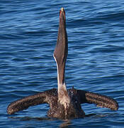 Brown Pelican