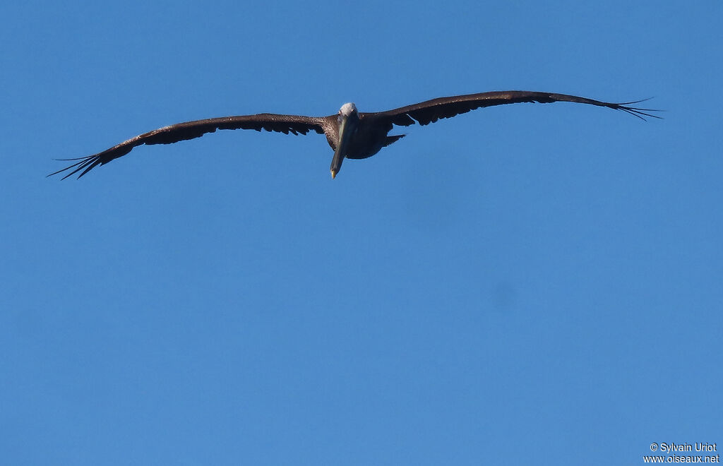 Brown Pelicanadult