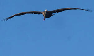 Brown Pelican