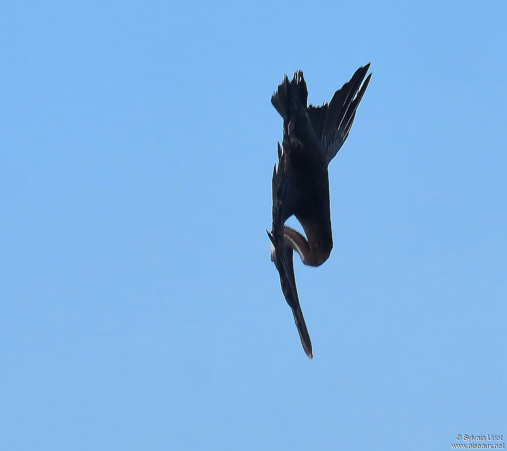 Brown Pelicanadult