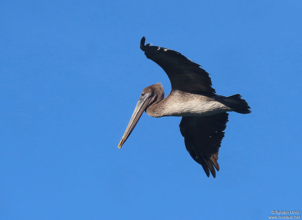 Brown Pelicanjuvenile