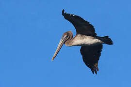 Brown Pelican